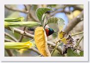 06SopaNgorongoro - 22 * Eastern Double-collared Sunbird.